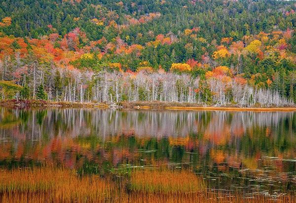 Gulin, Sylvia 아티스트의 USA-New England-Maine-Mt-Desert Island-Acadia National Park with small lake with hillsides in Autum작품입니다.